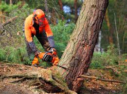 Best Commercial Tree Services  in Stuart, FL