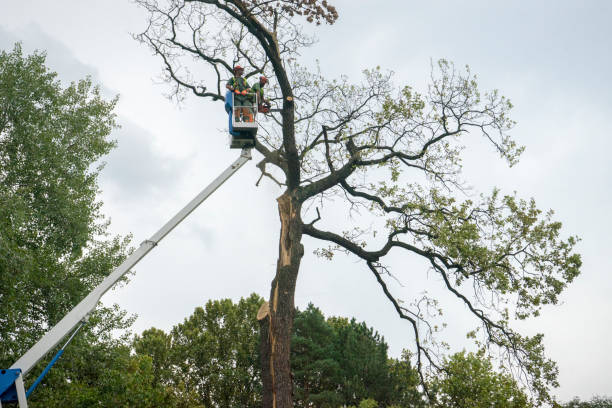 Best Emergency Tree Removal  in Stuart, FL
