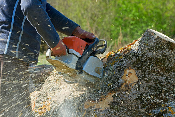 Best Landscape Design and Installation  in Stuart, FL
