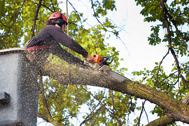 Best Hedge Trimming  in Stuart, FL