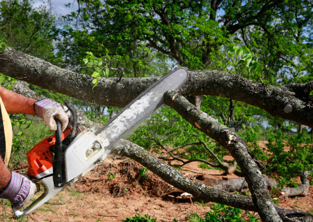 Best Tree Disease Treatment  in Stuart, FL